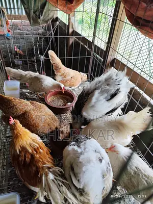 বিদেশি মুরগি