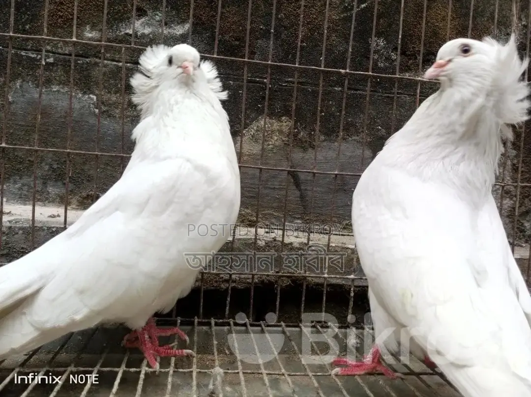Bombay Pigeon