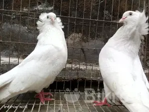 Bombay Pigeon