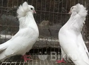 Bombay Pigeon