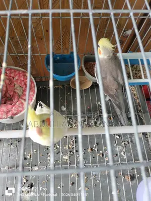 Cockatiel Birds