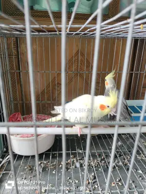 Cockatiel Birds