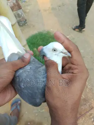 Silver Gorra Running Female Pigeon