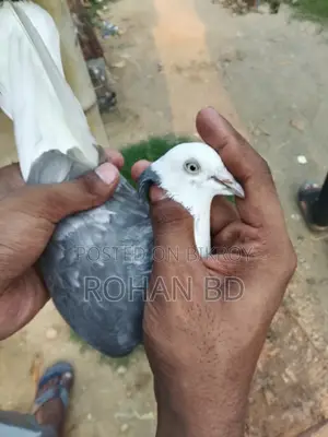 Silver Gorra Running Female Pigeon