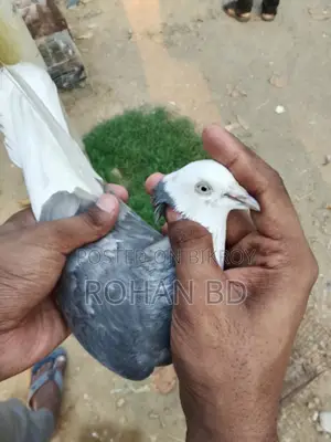 Silver Gorra Running Female Pigeon