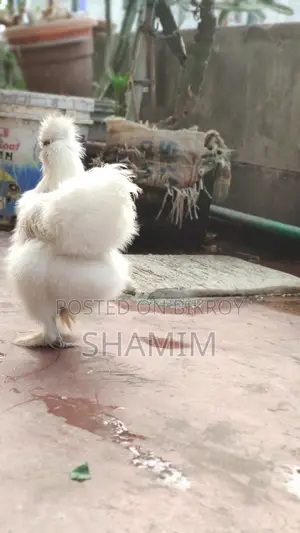 Silkie Chicken