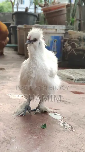 সিল্কি মুরগি