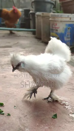 সিল্কি মুরগি