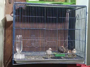 18-24 size bird cage for sale