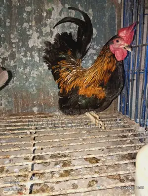 সেরেমা মুরগি