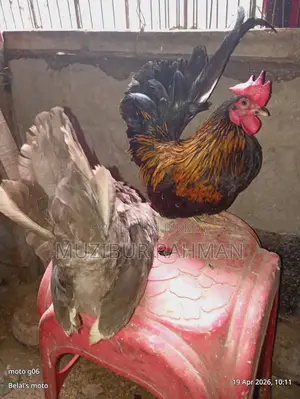 সেরেমা মুরগি
