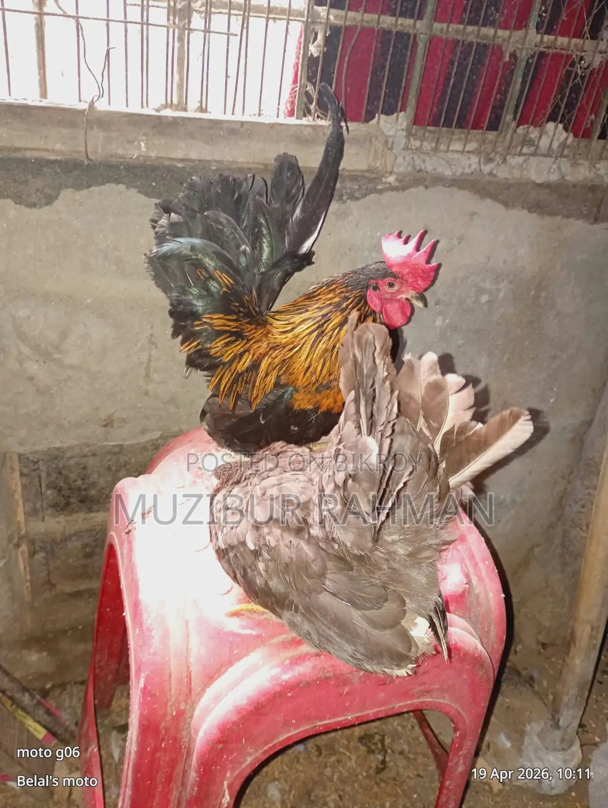 সেরেমা মুরগি