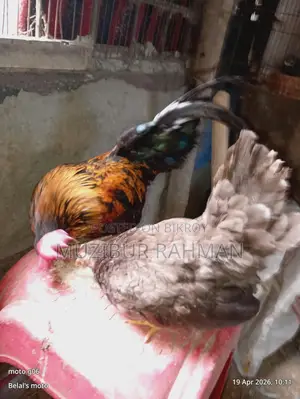 সেরেমা মুরগি