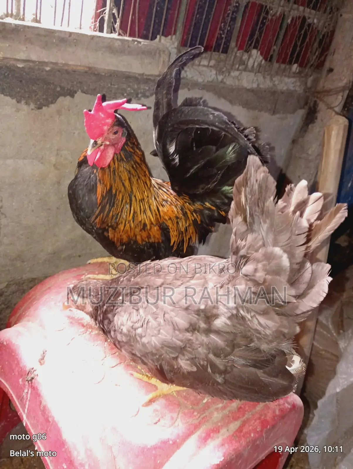 সেরেমা মুরগি
