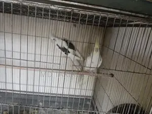 Cockatiel Bird Breeding Pair