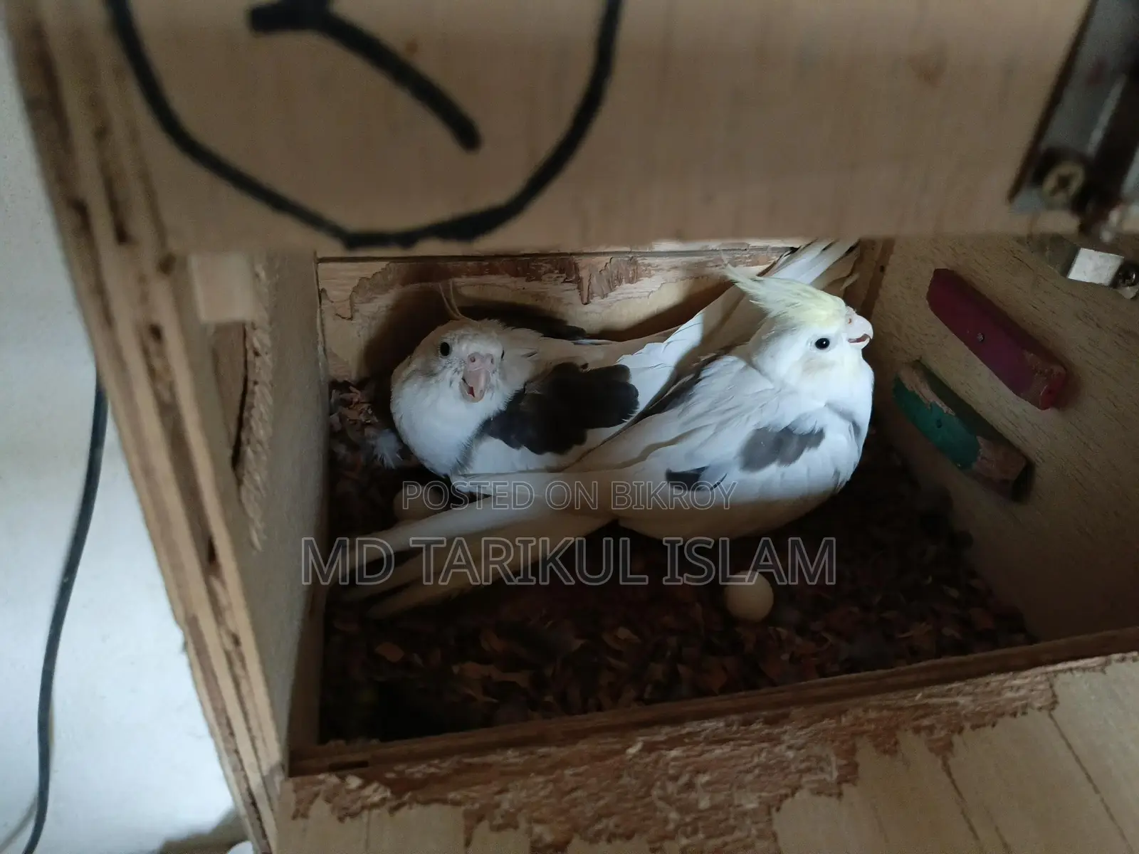 Cockatiel Bird Breeding Pair