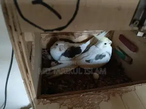 Cockatiel Bird Breeding Pair