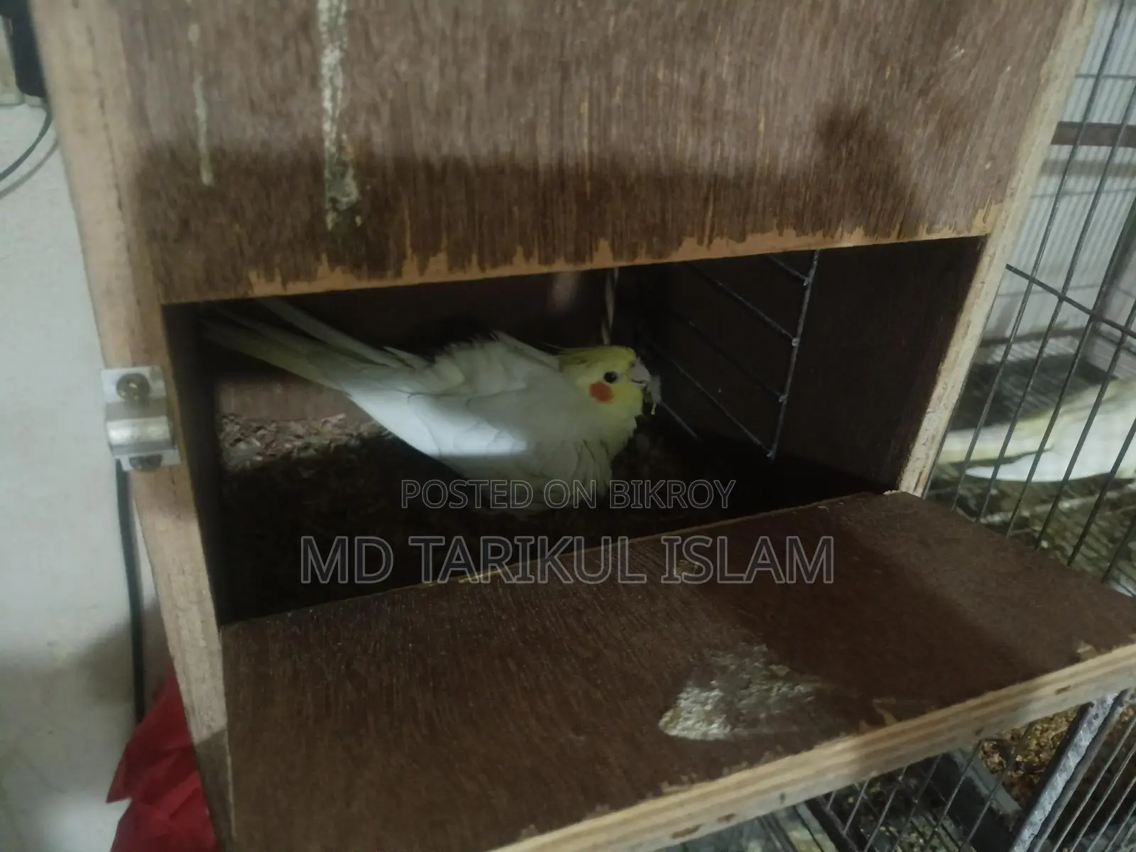 Cockatiel Bird Breeding Pair
