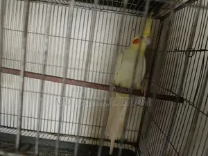 Cockatiel Bird Breeding Pair