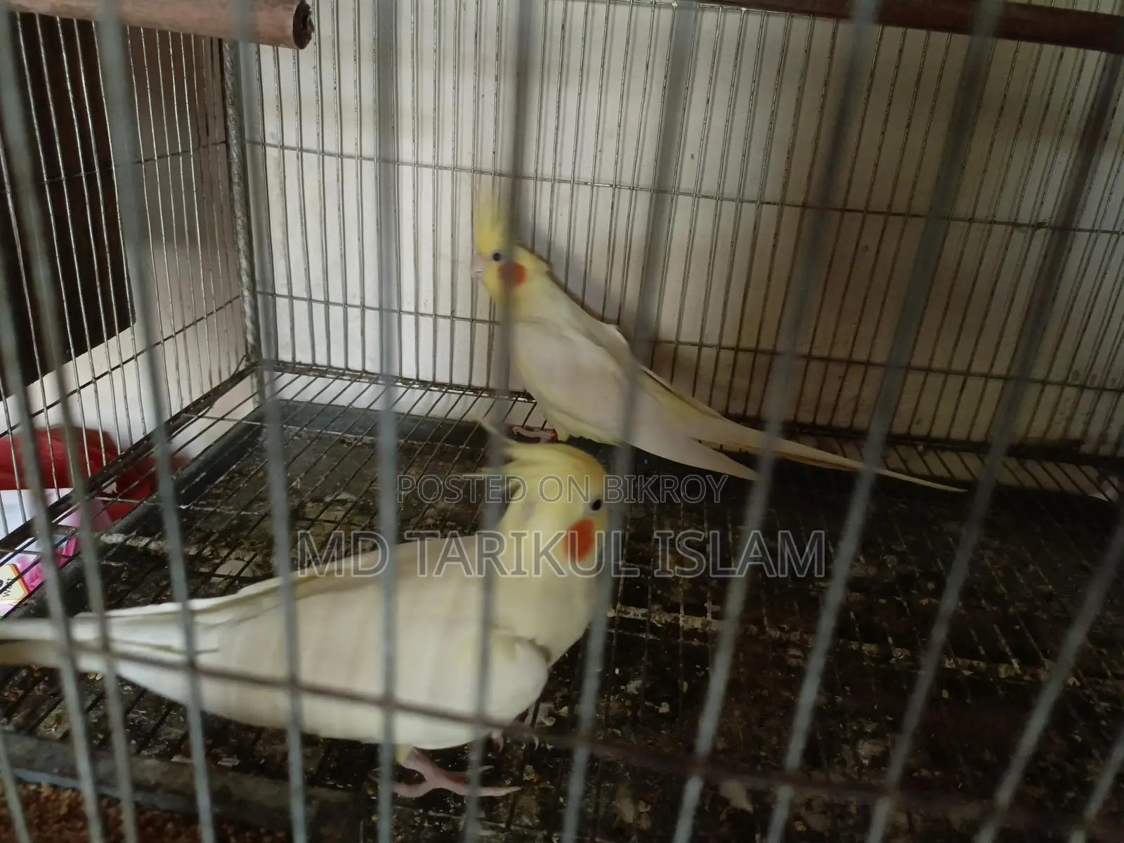 Cockatiel Bird Breeding Pair
