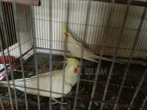 Cockatiel Bird Breeding Pair