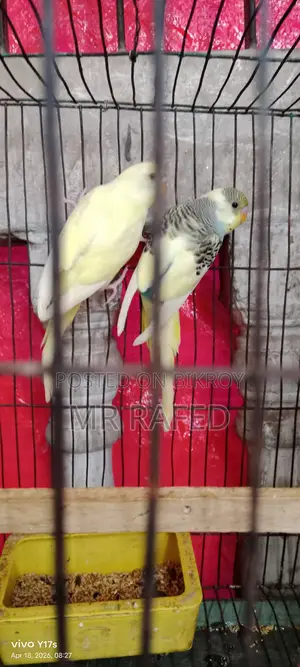 Red Eye Budgie