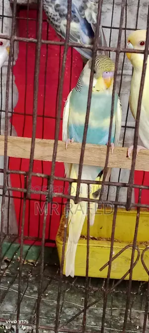 Red Eye Budgie