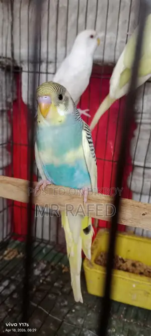 Red Eye Budgie