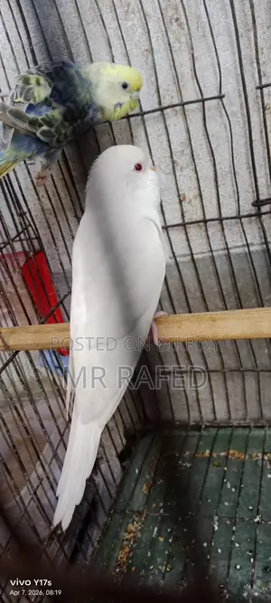 Red Eye Budgie
