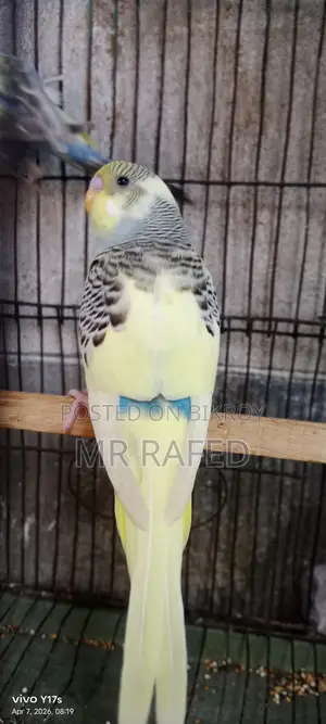 Red Eye Budgie