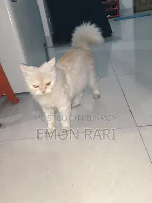 পার্সিয়ান বিড়াল