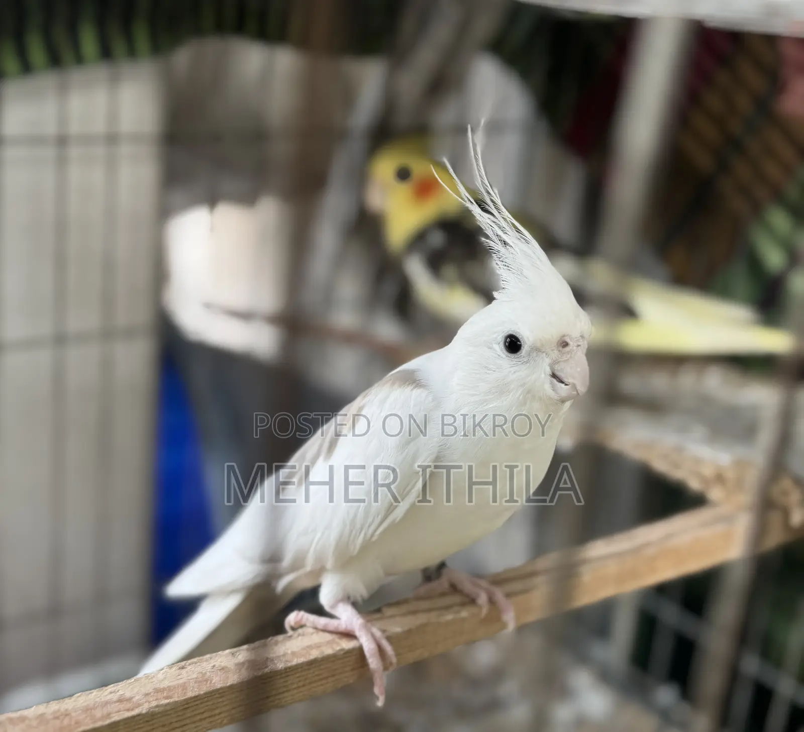 Cockatiel Birds
