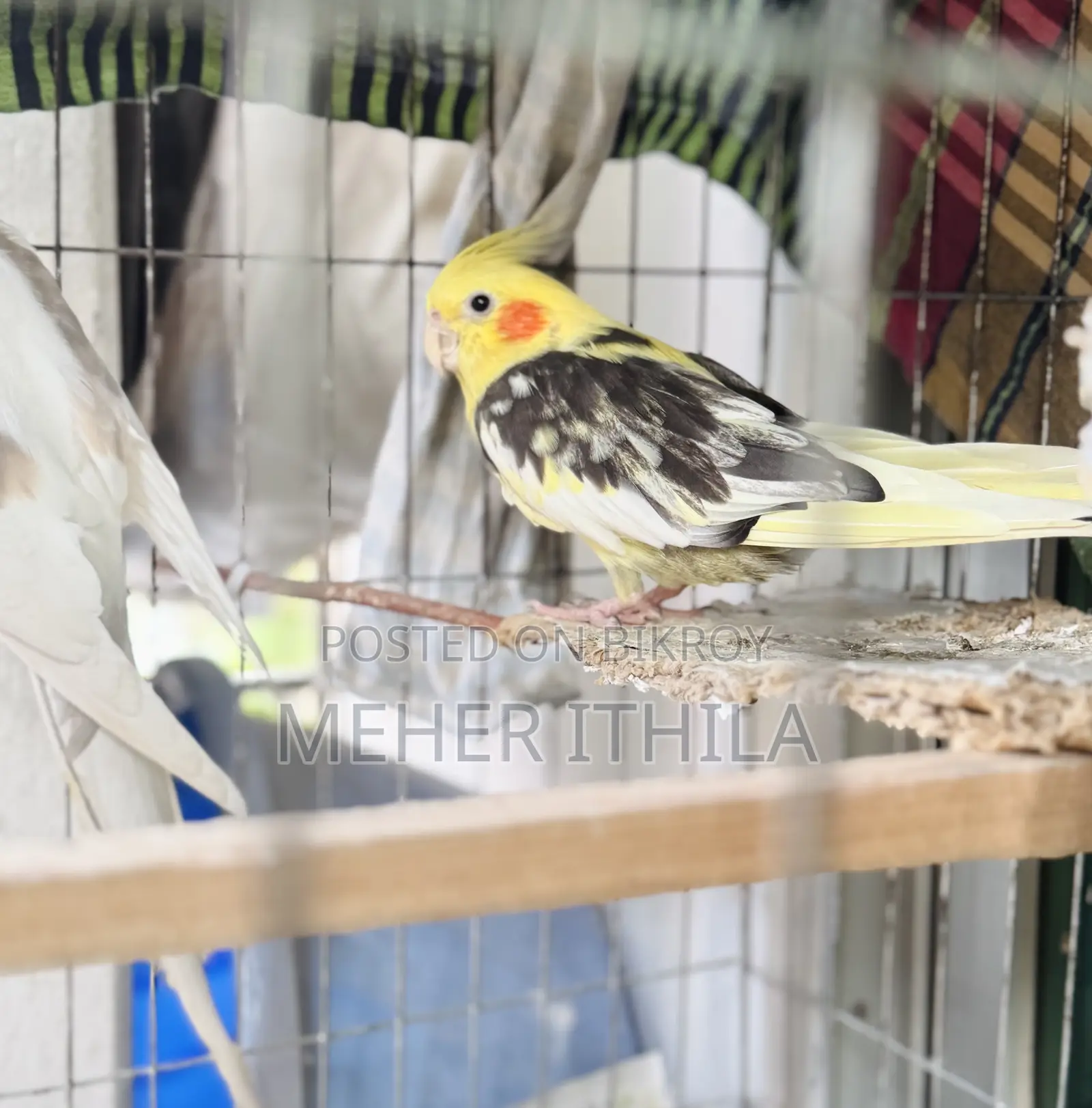 Cockatiel Birds