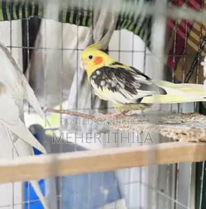 Cockatiel Birds