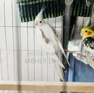 Cockatiel Birds