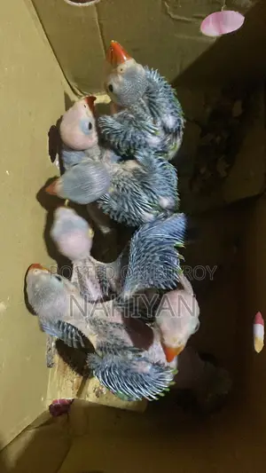 Indian Ringneck Parrot Baby