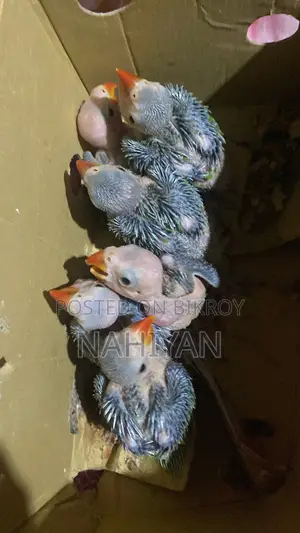 Indian Ringneck Parrot Baby