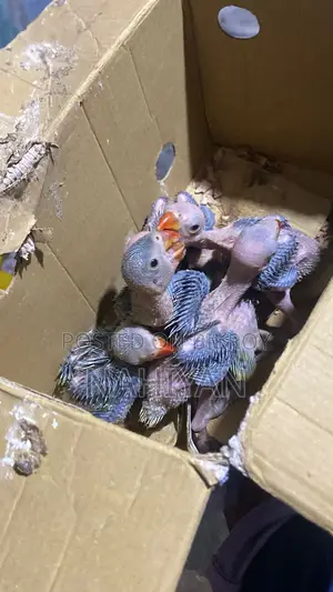 Indian Ringneck Parrot Baby