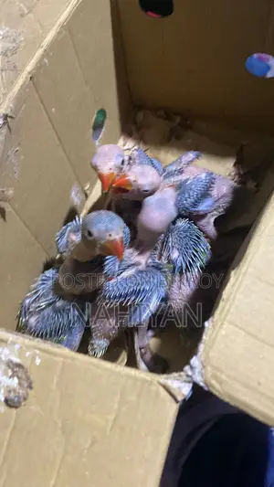 Indian Ringneck Parrot Baby