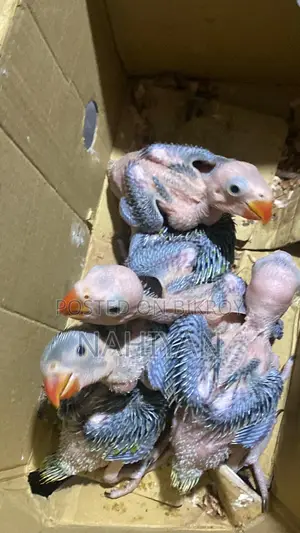 Indian Ringneck Parrot Baby