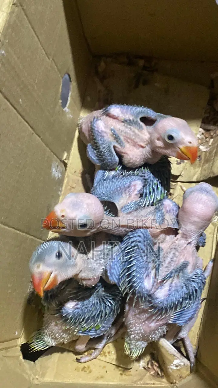 Indian Ringneck Parrot Baby