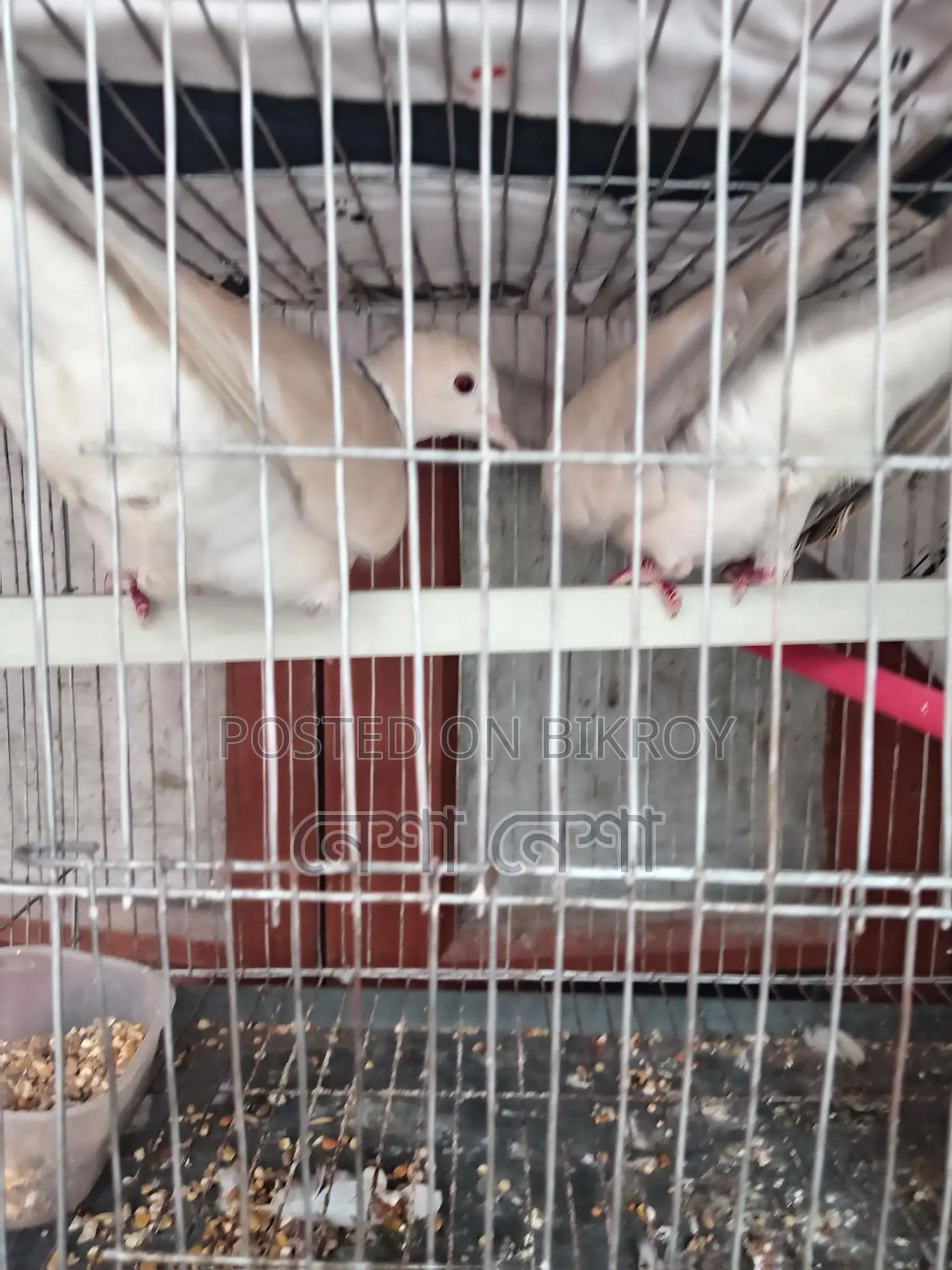 Pair of Running Australian Doves for Sale
