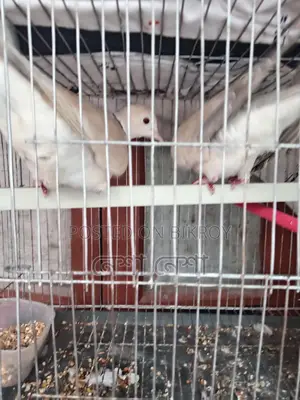 Pair of Running Australian Doves for Sale