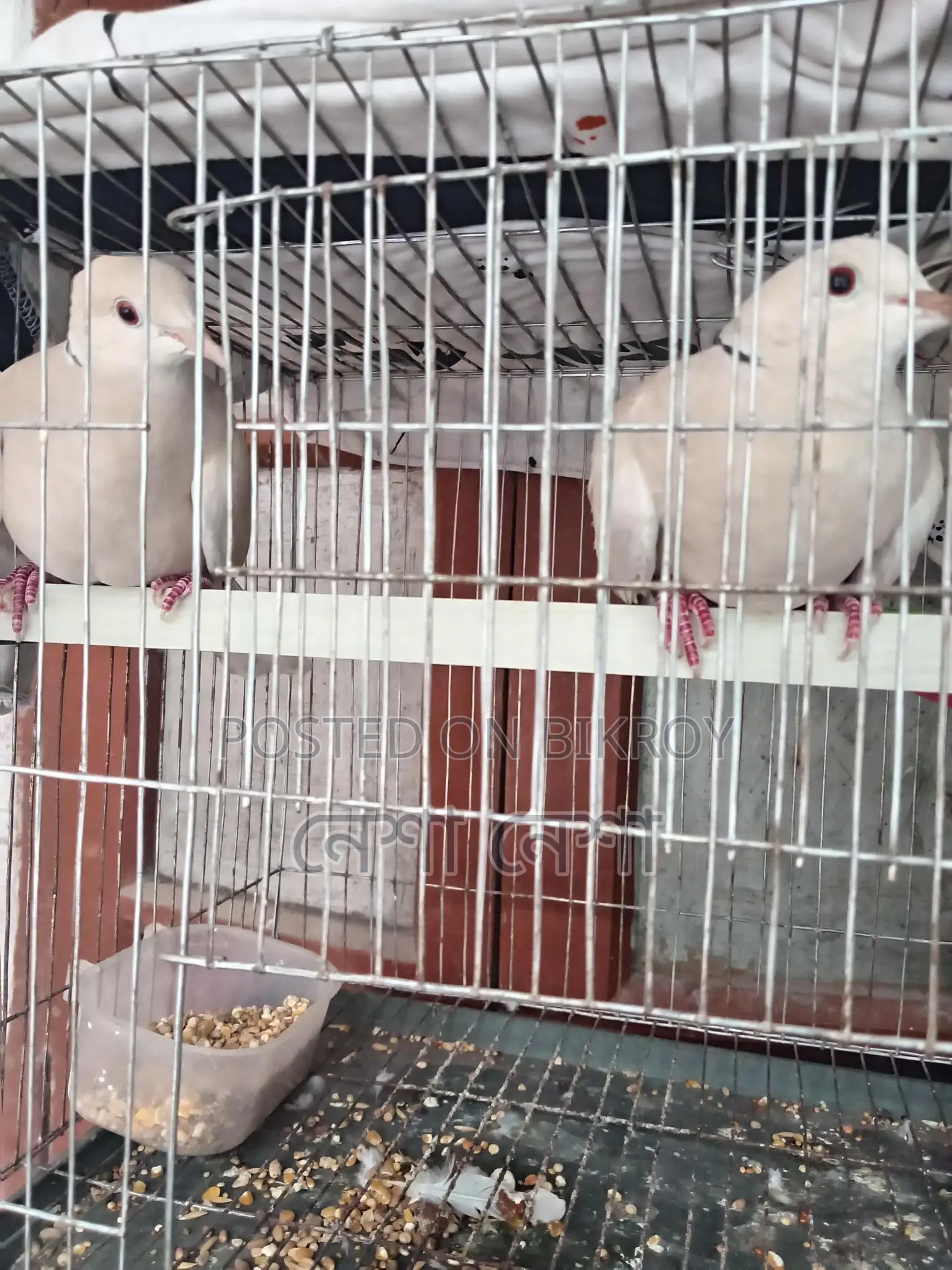 Pair of Running Australian Doves for Sale