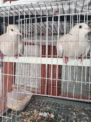 Pair of Running Australian Doves for Sale
