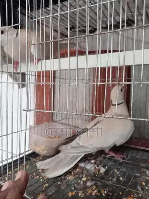 Pair of Running Australian Doves for Sale