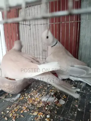 Pair of Running Australian Doves for Sale