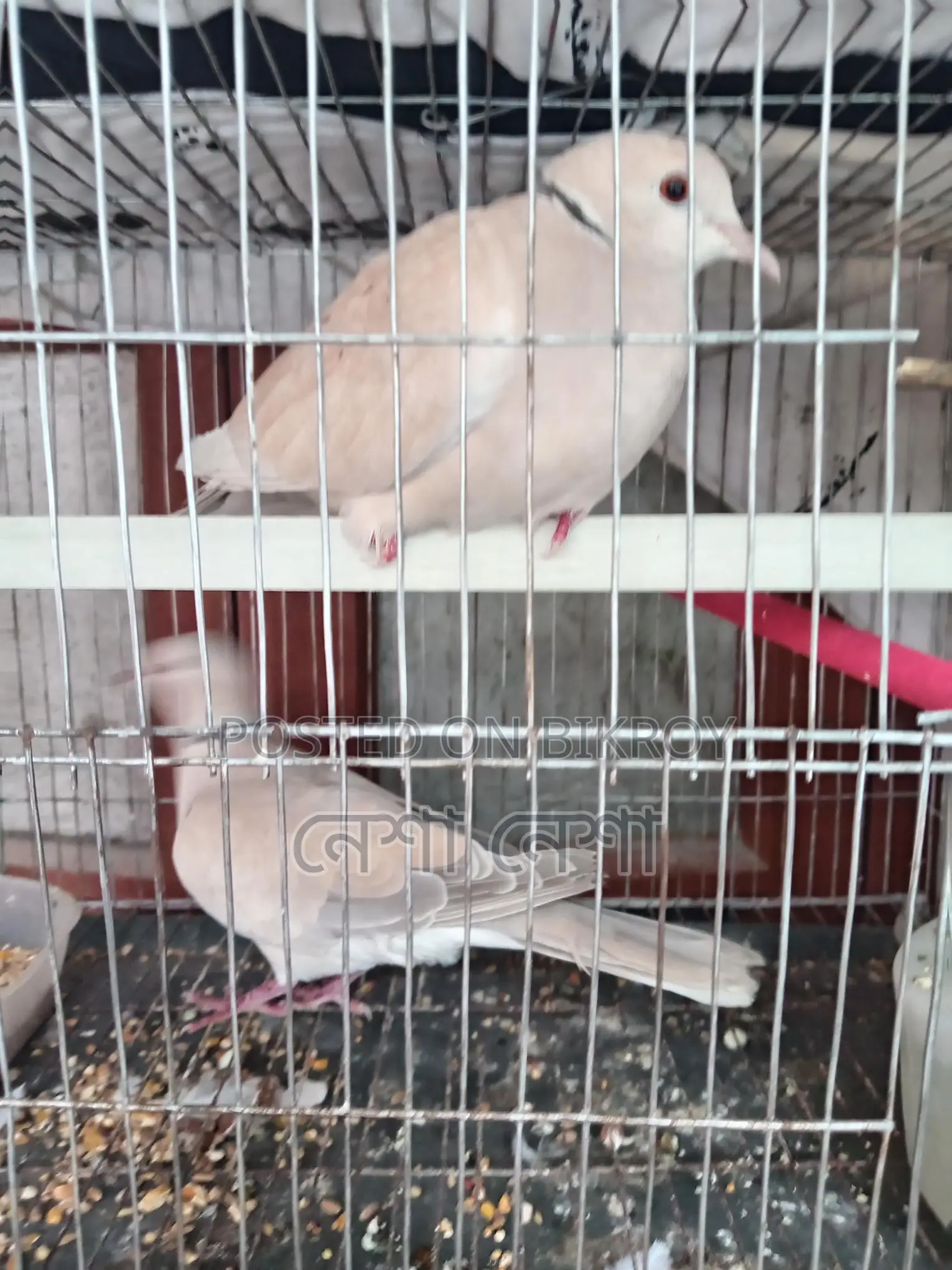 Pair of Running Australian Doves for Sale