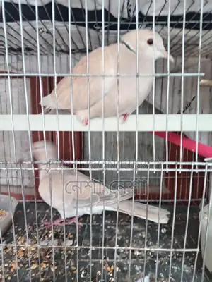 Pair of Running Australian Doves for Sale