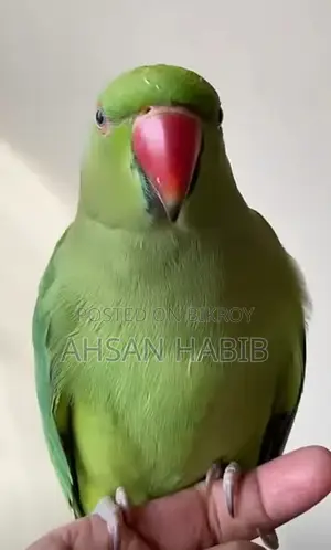 Indian Ringneck Parrot